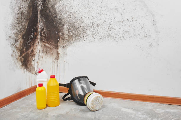 Best Insurance-Related Mold Remediation in Byers, CO