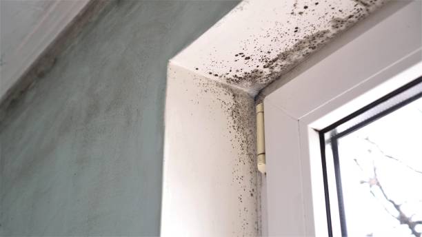 Best Localized Mold Remediation (e.g., coastal areas, humid climates) in Byers, CO