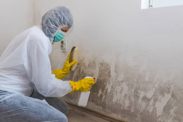 Best DIY Mold Remediation Support Services in Byers, CO