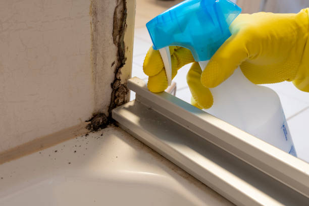 Best Post-Flood Mold Remediation in Byers, CO