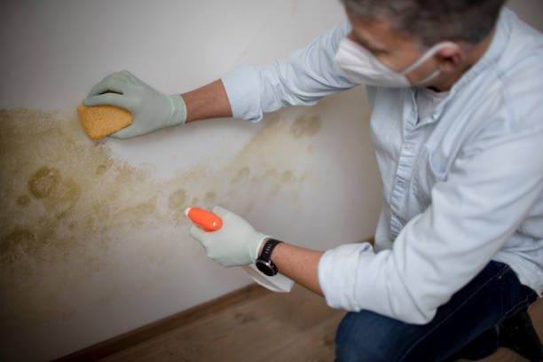 Best Emergency Mold Remediation in Byers, CO