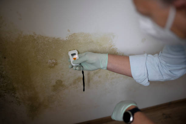 Best Health and Safety Mold Remediation in Byers, CO