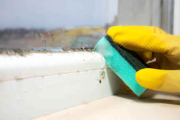 Best Residential Mold Remediation in Byers, CO