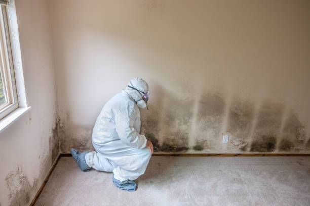 Best White Mold Remediation in Byers, CO