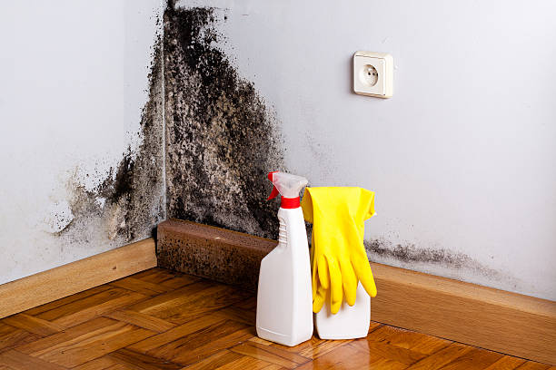 Best Attic Mold Remediation in Byers, CO