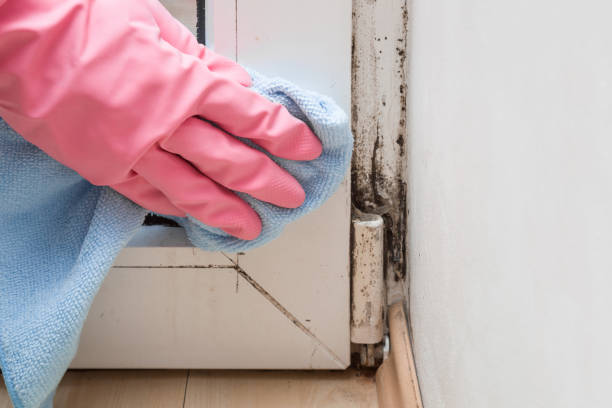 Best Basement Mold Remediation in Byers, CO