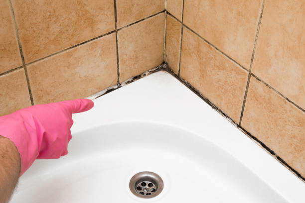 Best Black Mold Remediation in Byers, CO